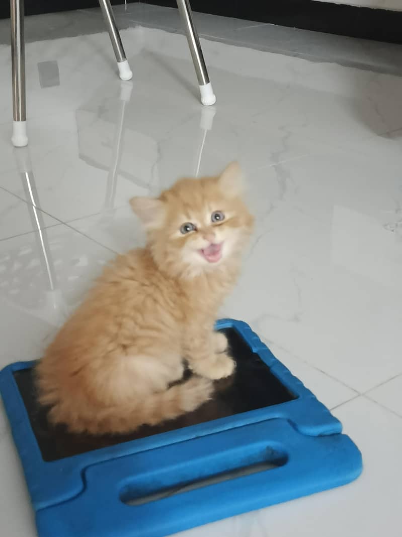 Persian cat 0