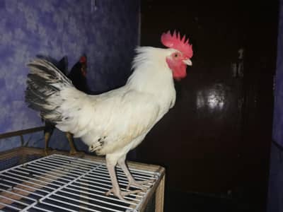 Healthy Active Desi/Cross Breed