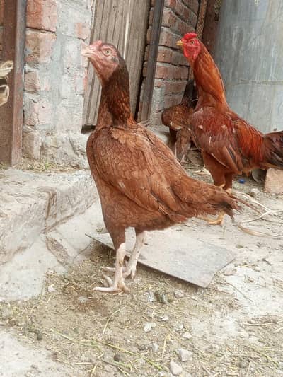 2 female aseel murghi
