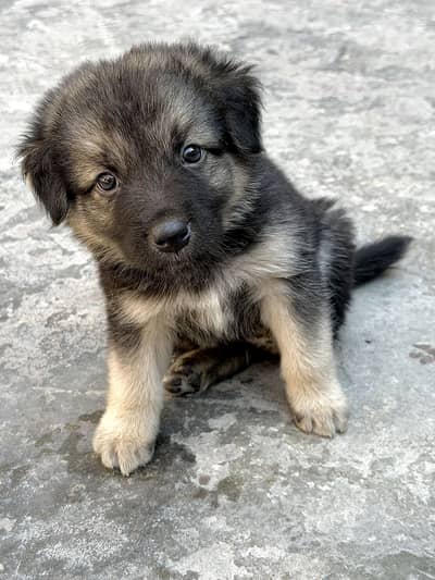 Two coat German puppy