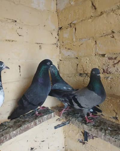shajani harra pair or Lal ankho me bachy for sale