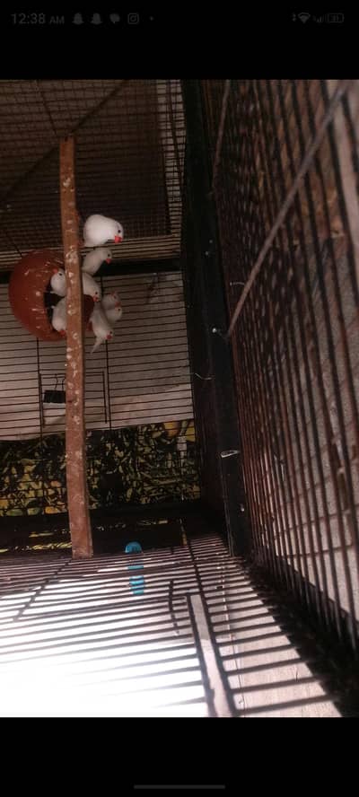 snow white zebra mutation finches