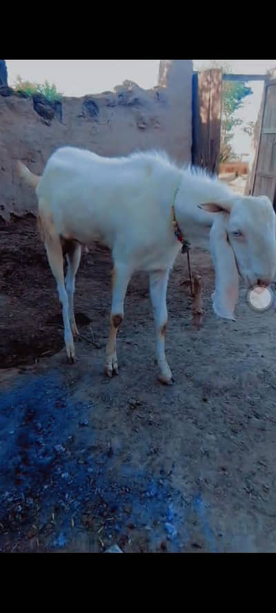 heera mun sy 4 dant rajnpori demand 120000 rabta 03074140220