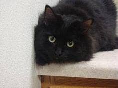 Domestic Long-Hair Black Cat 