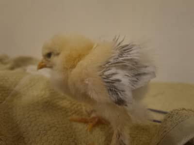 Colombian brahma chicks