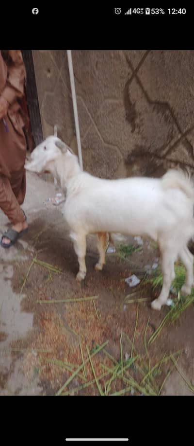 tapra bakra