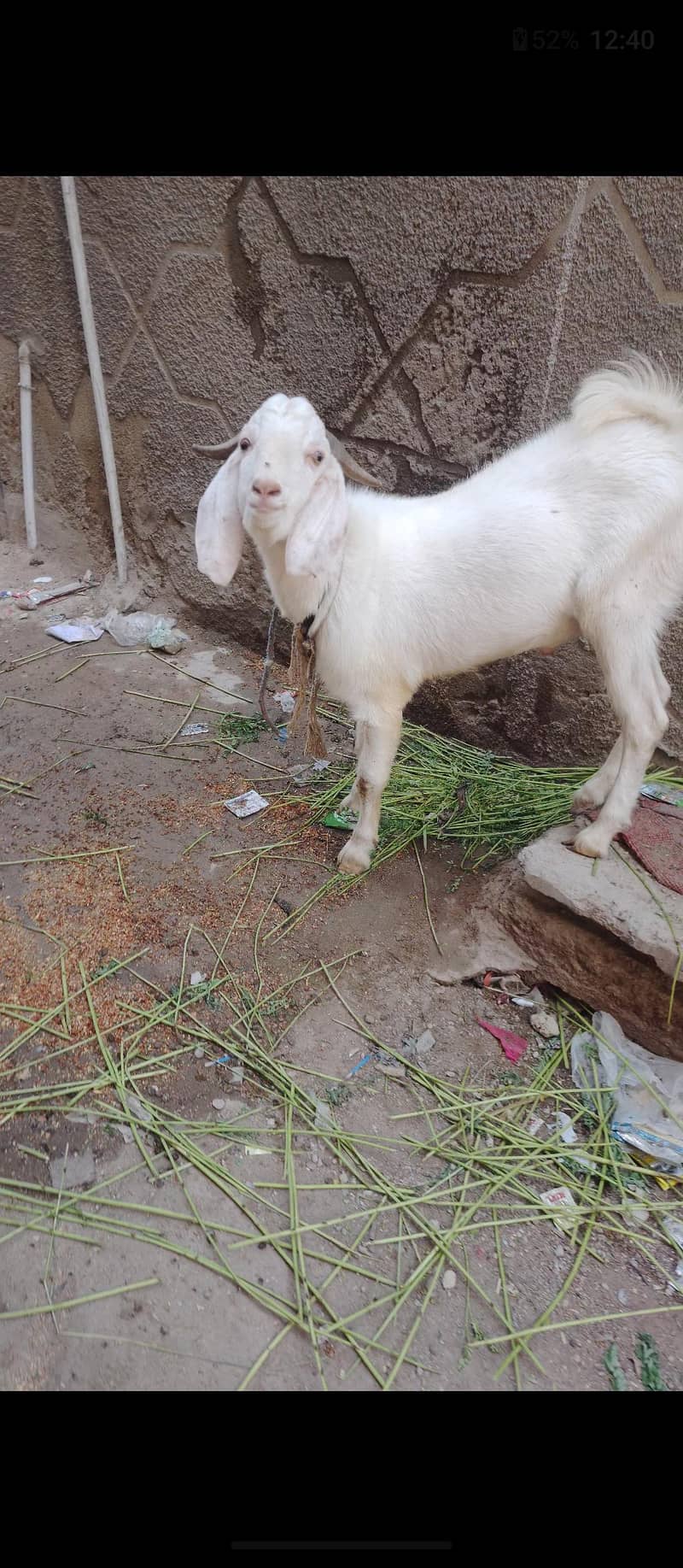tapra bakra 1