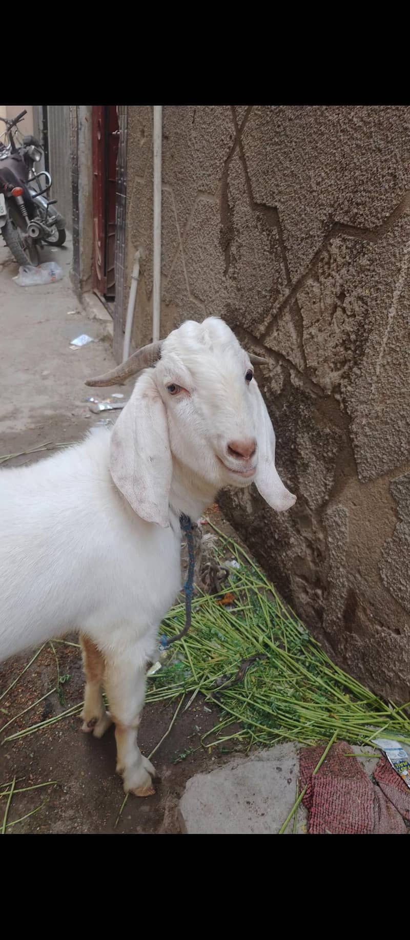 tapra bakra 2