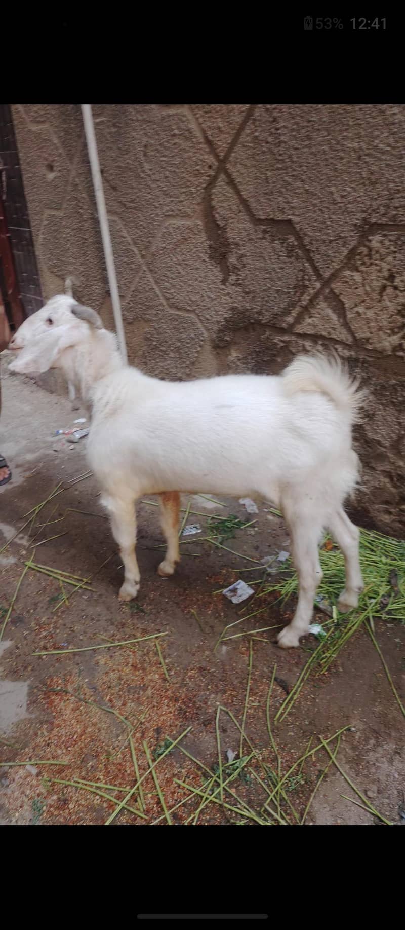 tapra bakra 3