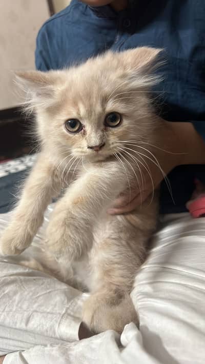 kitten for sale urgent