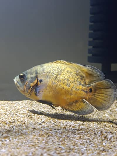 copper oscar