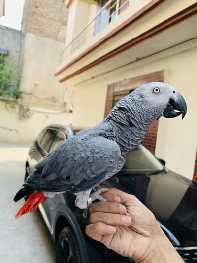 African Grey Male
