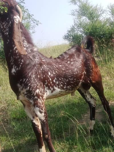 bakra
