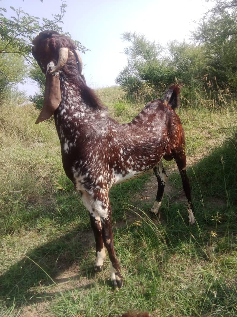 bakra 1