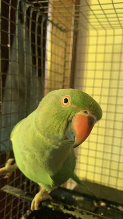 raw parrot male +92 313 4725844