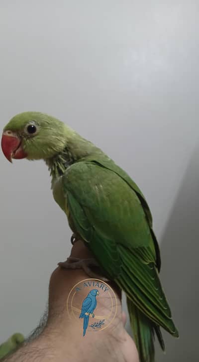 Ringneck Chick