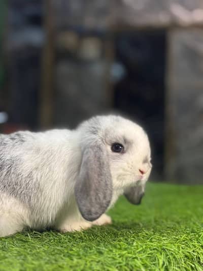 Holland lop imported bunnies