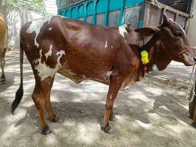 BACHRI FOR SALE QURBANI 2026