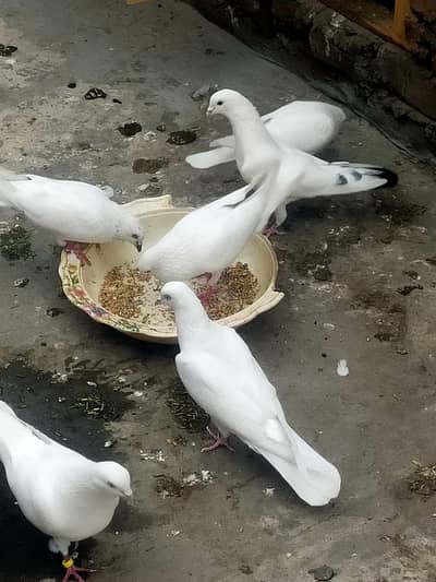 پٹی والے کبوتر فارسل