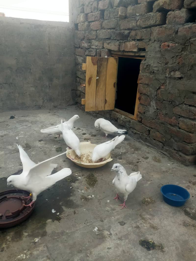 پٹی والے کبوتر فارسل 1