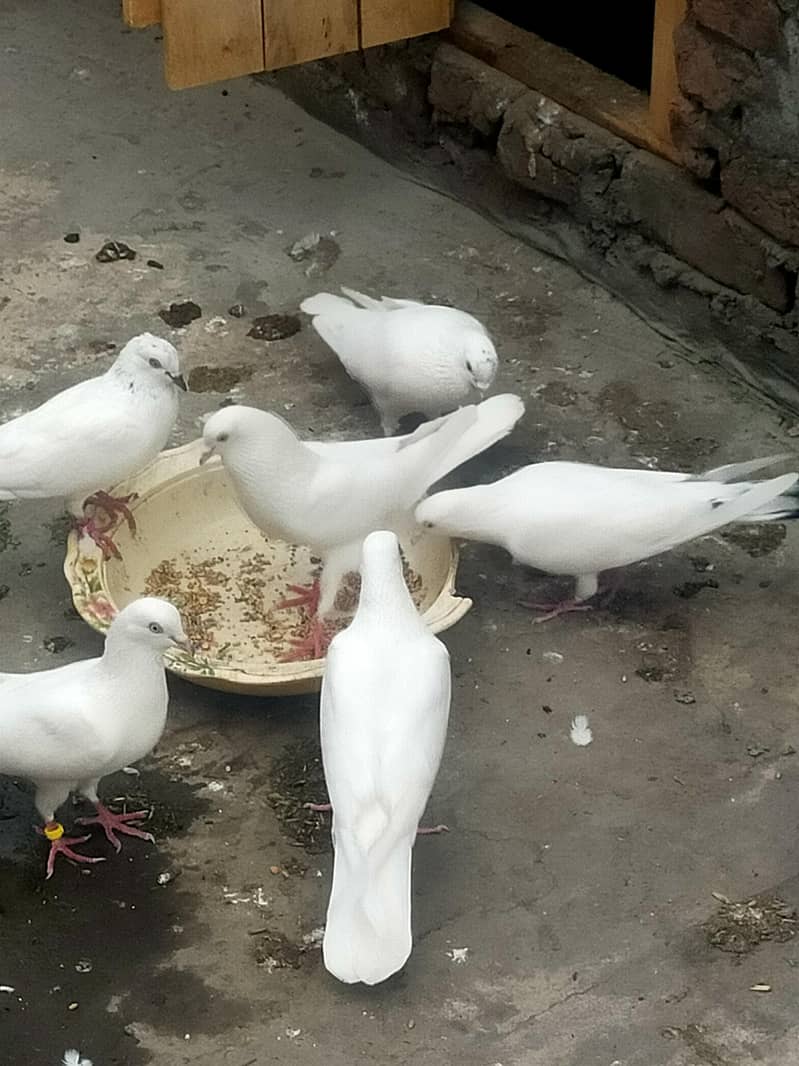 پٹی والے کبوتر فارسل 2