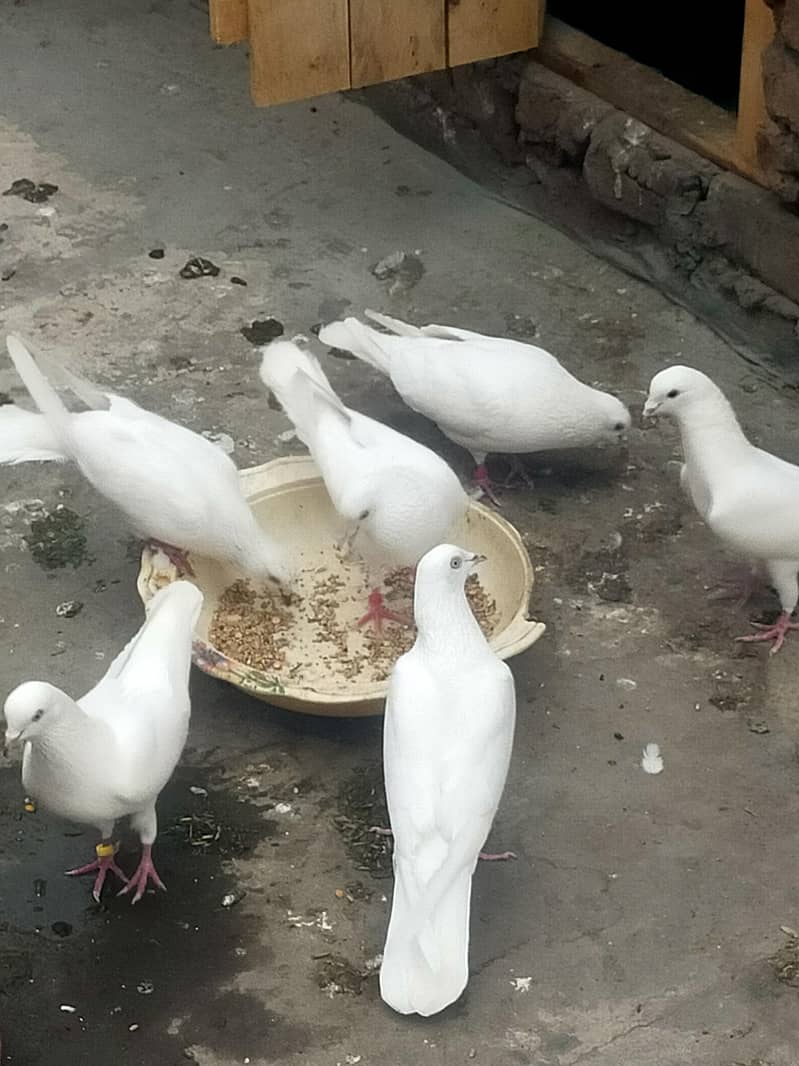 پٹی والے کبوتر فارسل 3