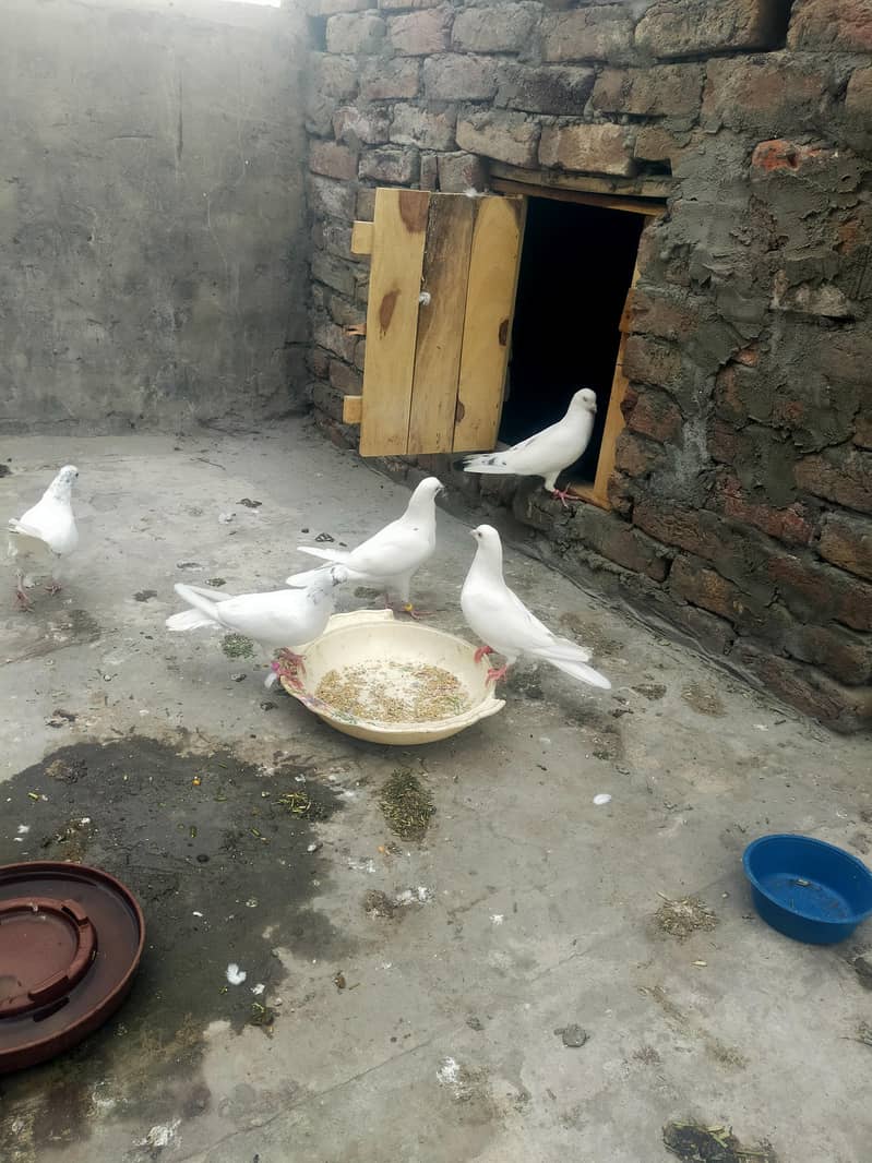 پٹی والے کبوتر فارسل 4