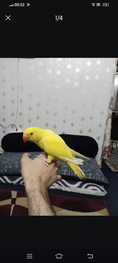 yellow ring neck self