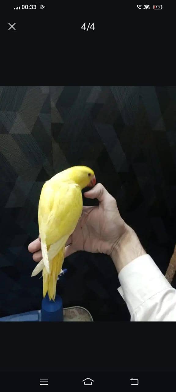 yellow ring neck self 1