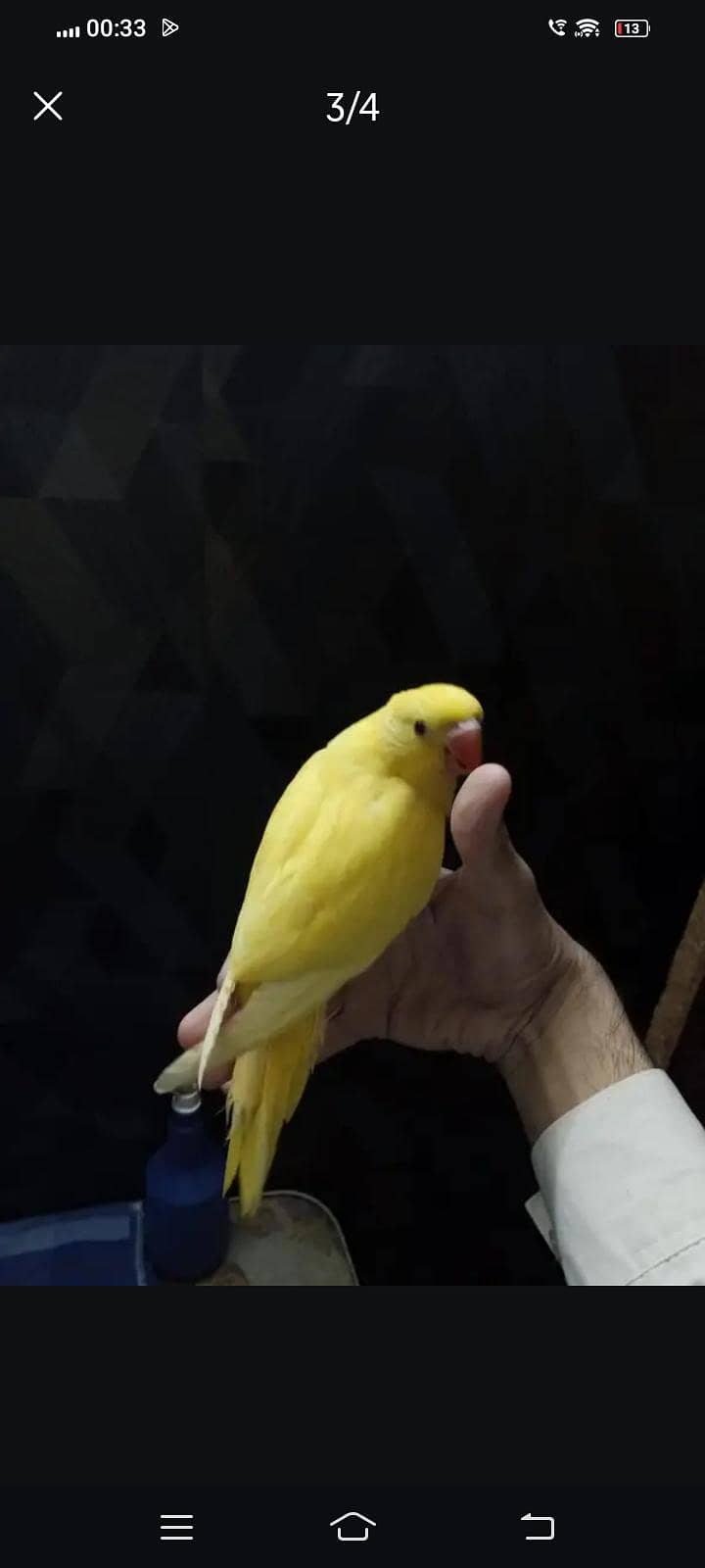yellow ring neck self 2