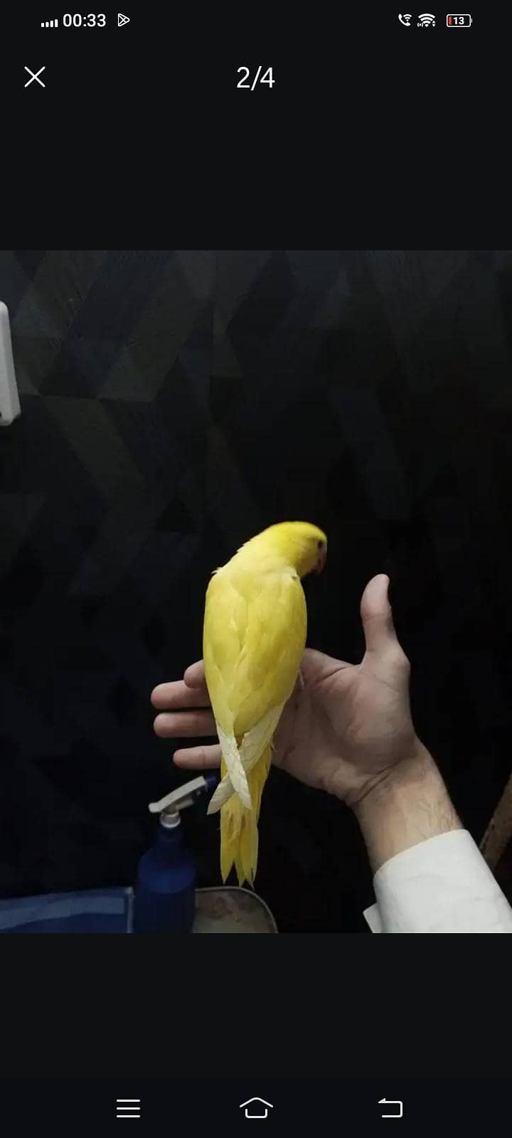 yellow ring neck self 3