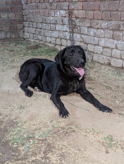 Labrador female near to heat full friendly