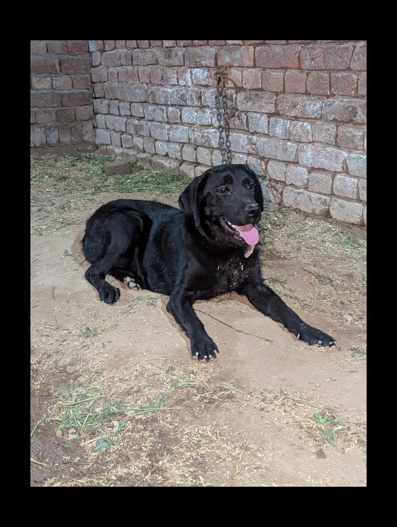 Labrador female near to heat full friendly — photo 2