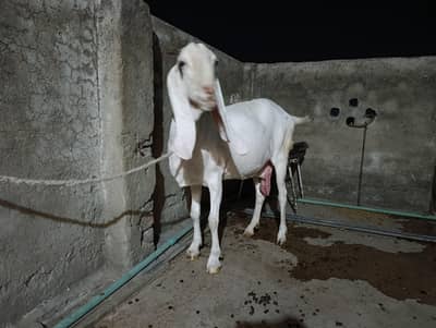Pregnant goat