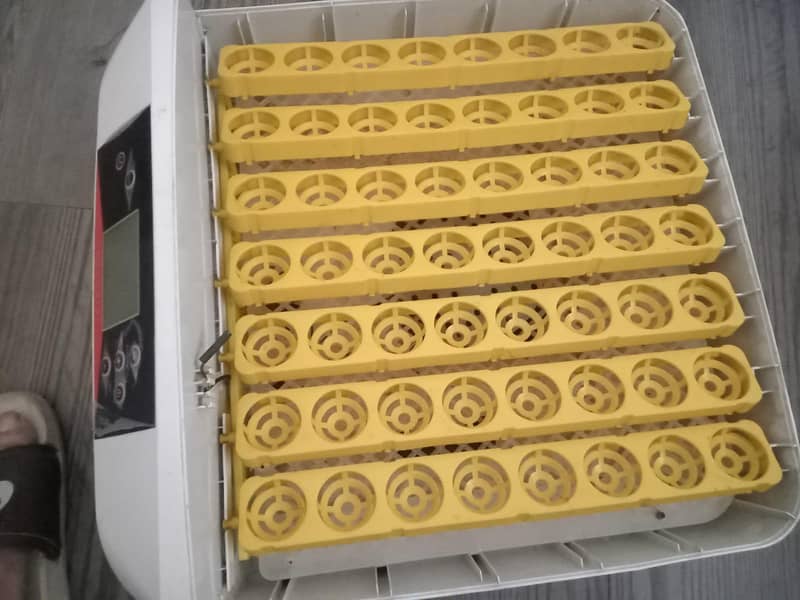 incubator 6