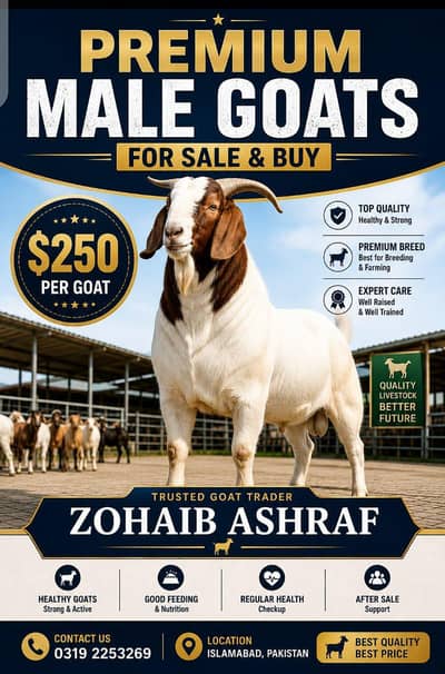 Qurbani Goats for Sale – Islamabad*