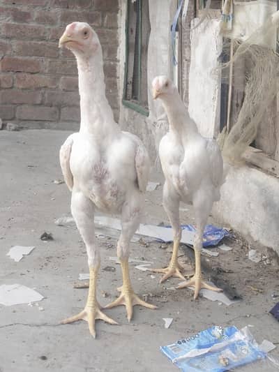 WHITE ASEEL IMPORTED BLOODLINE PAIR HOME BREED PATHY