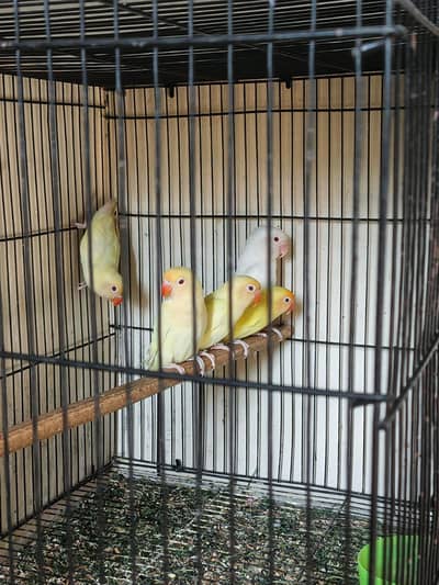 Lovebird or Australian parrots