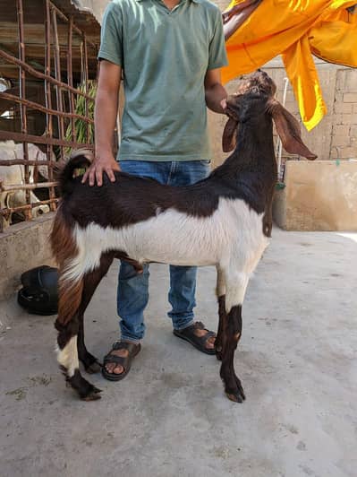 bakra bakri for sale