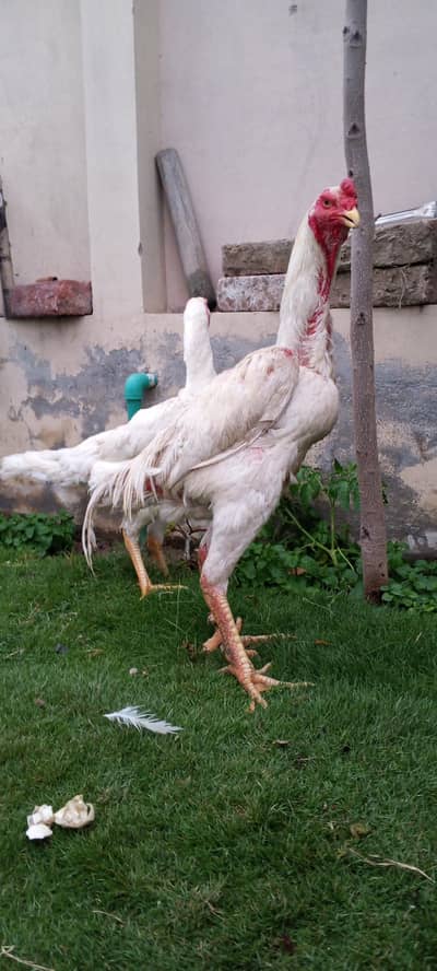 white shamo male