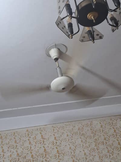 citizen fan 48 inch pure cooper