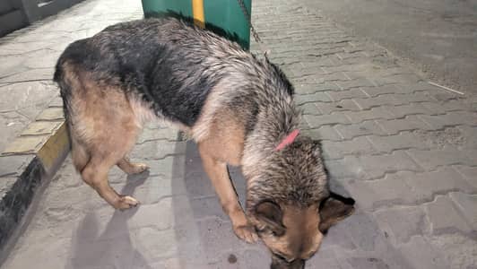 dog female German shepherd