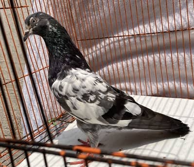 Teddy bredr female