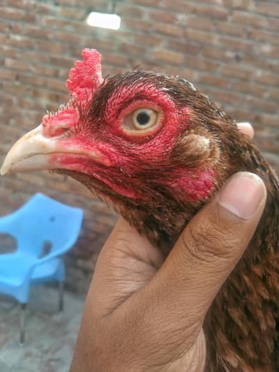 HIGH QUALITY ASEEL FEMALE