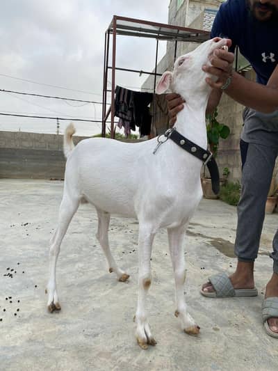 2 daant khasi bakra sell