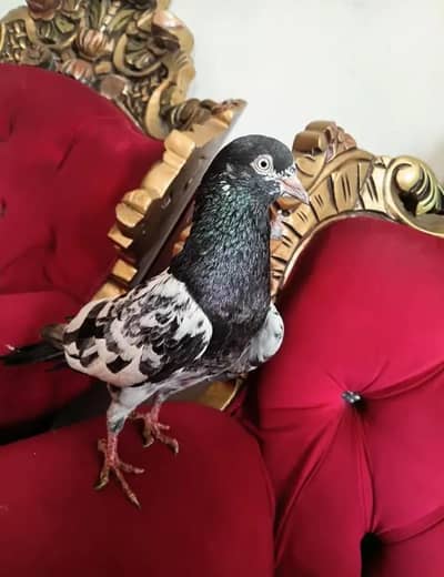 royal teddy