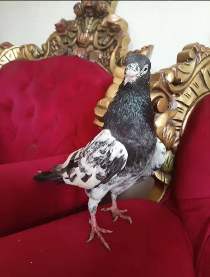 royal teddy 1