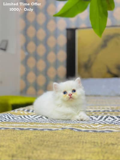 persian cat for sale MywatsapppNumber0348-55-58-176