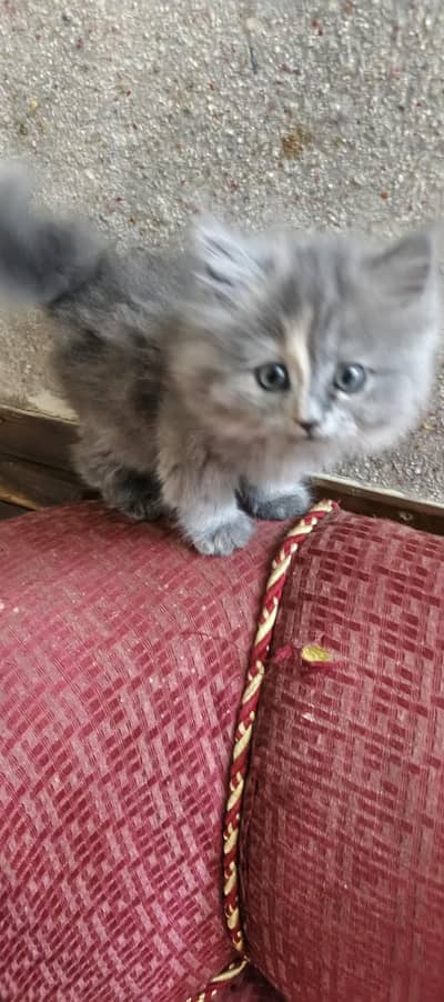 Persian kitten