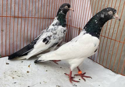 Teddy saith wala bredr pair